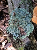 Parmotrema reticulatum image