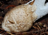 Pseudocolus fusiformis image