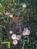 Marasmius oreades image