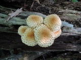 Pholiota squarrosoides image