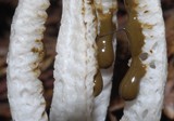 Pseudocolus fusiformis image