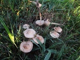 Marasmius oreades image