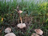 Marasmius oreades image