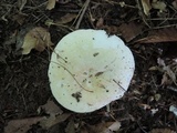 Russula inopina image