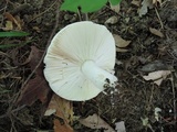 Russula inopina image