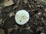 Russula inopina image