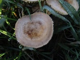 Marasmius oreades image