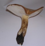Polyporus radicatus image