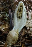 Pseudocolus fusiformis image