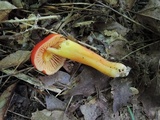 Hygrocybe punicea image