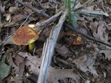 Leccinum rubropunctum image