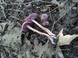 Laccaria amethystina image