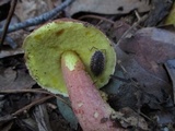 Leccinum rubropunctum image