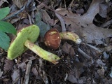 Leccinum rubropunctum image