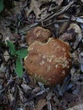 Leccinum rubropunctum image