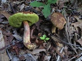 Leccinum rubropunctum image
