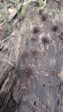 Stemonitis splendens image