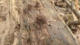 Stemonitis splendens image