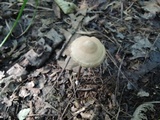 Entoloma conicum image