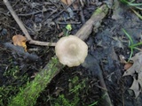 Entoloma conicum image