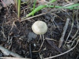 Entoloma conicum image