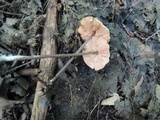 Entoloma conicum image