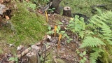 Clavulinopsis fusiformis image