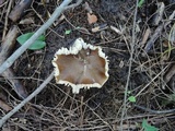 Hygrocybe spadicea image