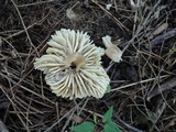 Hygrocybe spadicea image
