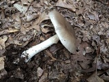 Amanita spreta image
