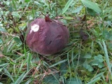 Tylopilus variobrunneus image