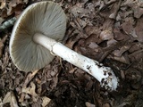 Amanita spreta image