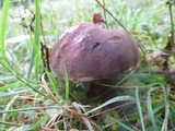 Tylopilus variobrunneus image