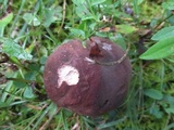 Tylopilus variobrunneus image