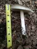 Amanita spreta image