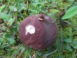 Tylopilus variobrunneus image