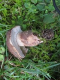 Tylopilus variobrunneus image
