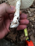 Amanita spreta image