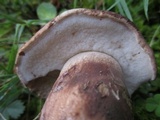 Tylopilus variobrunneus image
