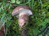 Tylopilus variobrunneus image