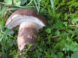 Tylopilus variobrunneus image