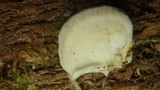 Tyromyces chioneus image