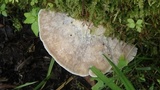Tyromyces chioneus image
