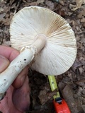 Amanita spreta image