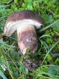 Tylopilus variobrunneus image