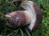 Tylopilus variobrunneus image