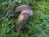 Tylopilus variobrunneus image