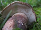 Tylopilus variobrunneus image