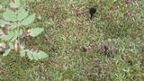 Trichoglossum hirsutum image