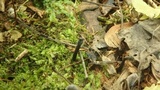 Trichoglossum hirsutum image